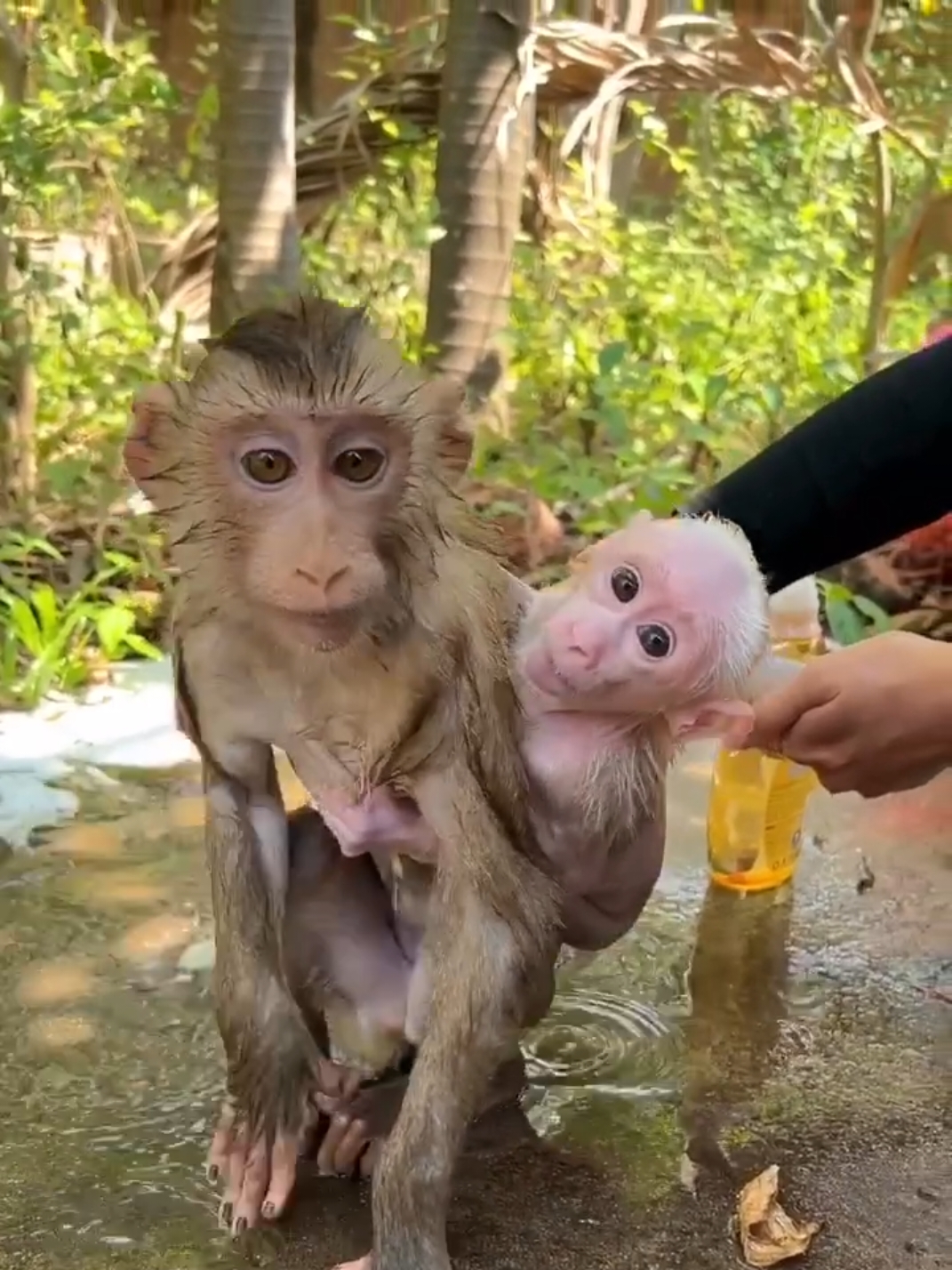 #repost #discoveredonreels #monkey #babymonkey #monkeyreels #cutis #trendingreels #reels #reelsinstagramtrending #monkeylove #monkeysofinstagram #monkeybaby #monkeylife #themonkeyreels #donate #petcare #bebemono #bebekmaymun #abudhabiinstagram #usainstagram #monkeys #charity #bahraininstagram #capuchin #makeawish #instagramitaly #dubaiinstagram #qatarinstagram #pet 