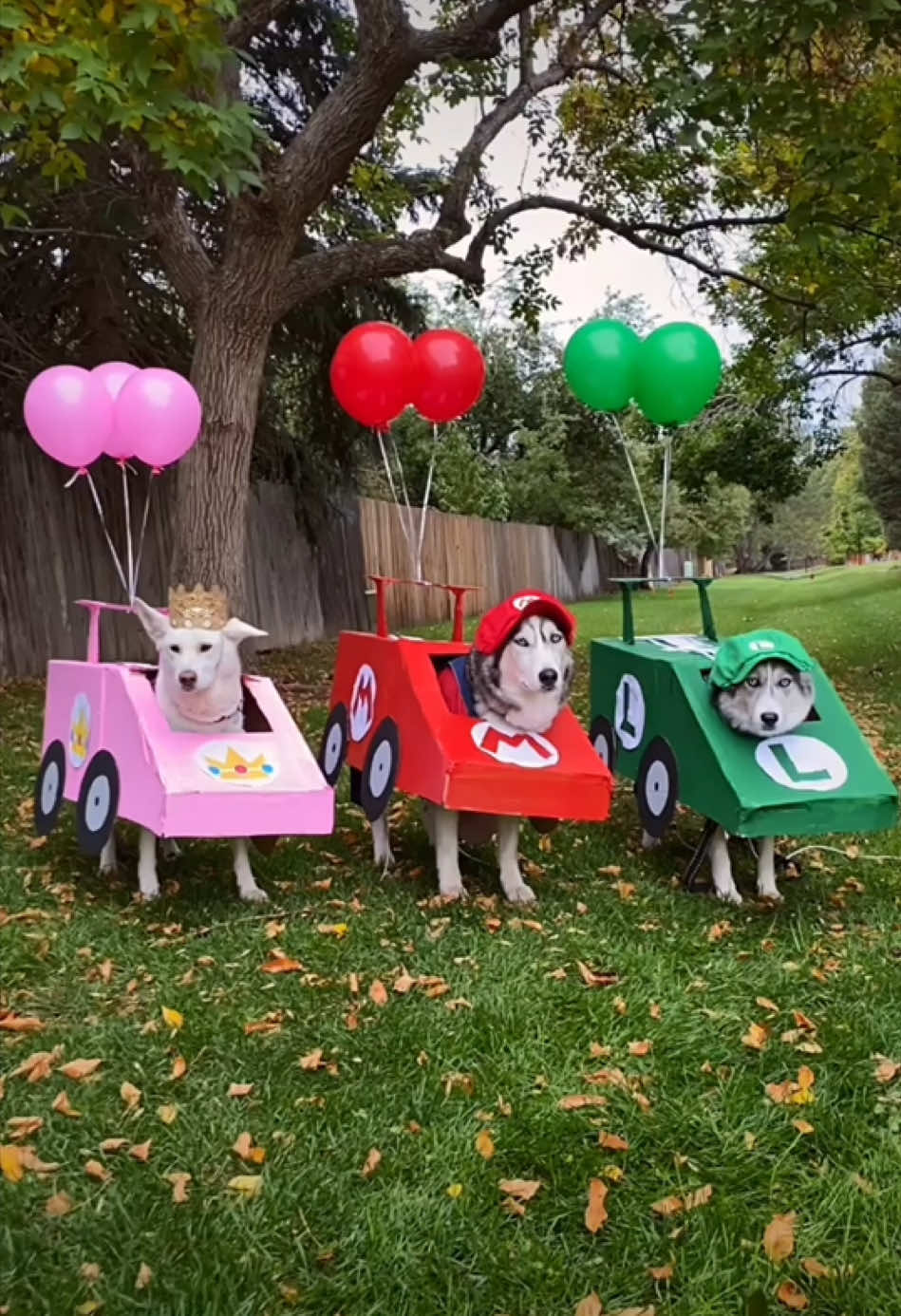 Mama mia it’s a race!  Did you guess the winner? 🚘 #huskies #funnydogs #mariokart 