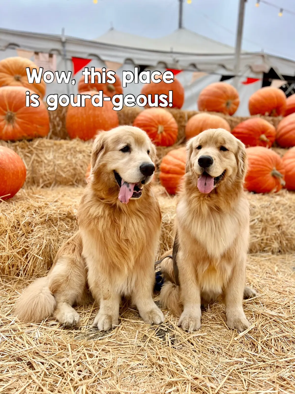 Two pumpkins walk into a patch.. 🤓 #dogsoftiktok #goldenretriever #pumpkinseason #meme