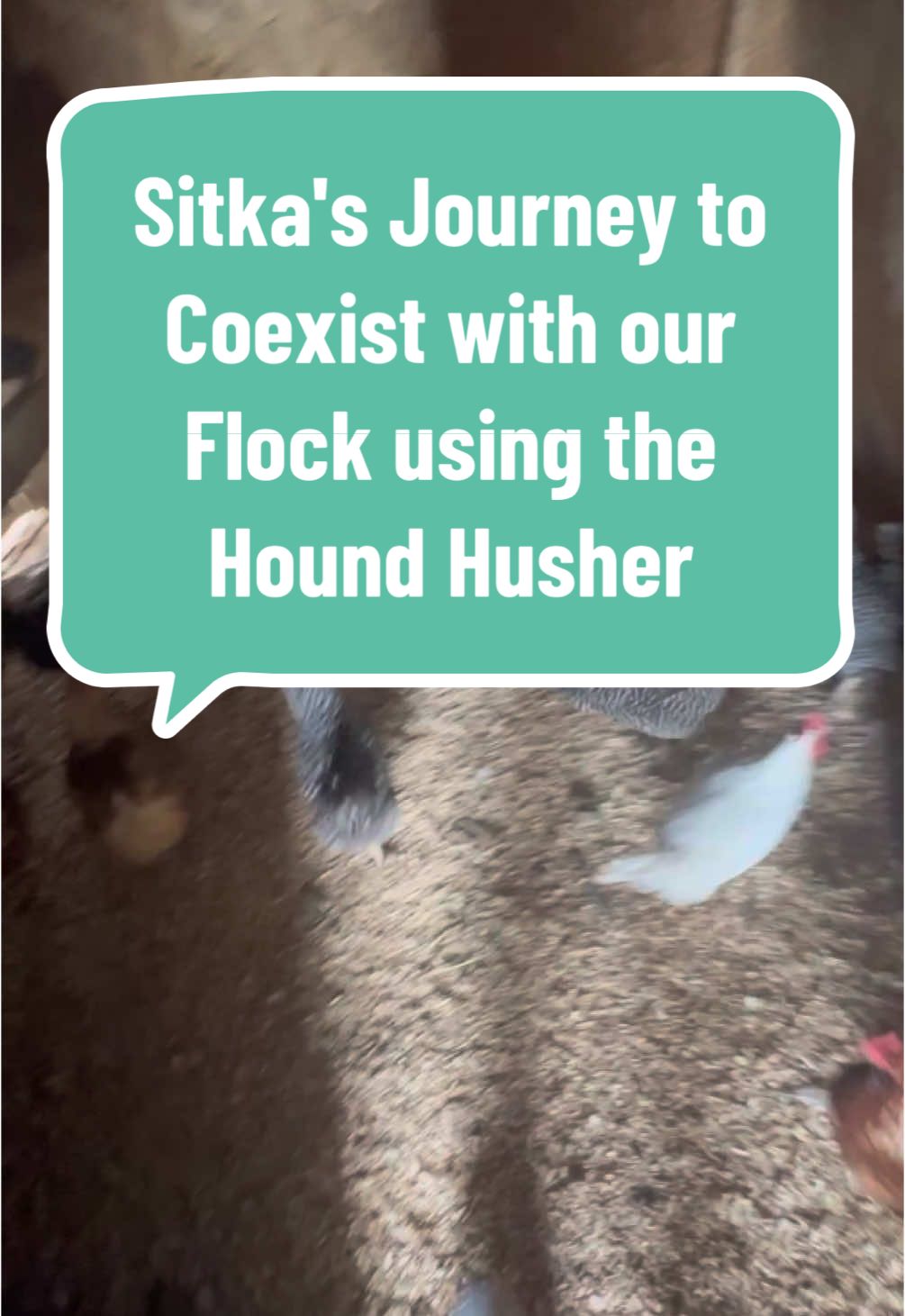 “Sitka’s transformation from a feather-chaser to a feathered friend’s bestie 🐾✨ Thanks to the Hound Husher, our pup is finally learning that the chickens are friends, not toys! 🐶🐔 With a little patience and the right training, even the most energetic pups can learn to keep calm around the flock. #HoundHusher #SitkaTheGoodBoy #DogTrainingJourney #FromChaseToChill #FarmLifeHarmony #PuppyPatience #FurryAndFeatheredFriends #NoMoreChasing #GoodBoyVibes #DogsofTikTok #TrainingSuccess”