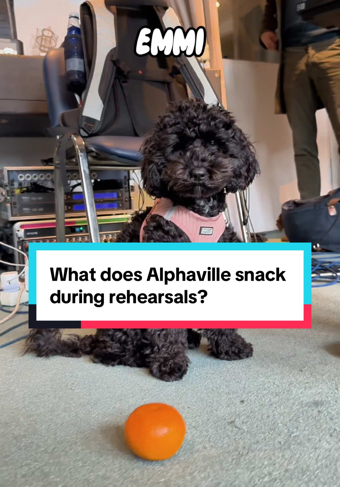 What does Alphaville snack during tour rehearsals? Wait until the end for our special guest today 🥹 See you on tour! #alphaville #mariangold #foreveryoung #biginjapan 