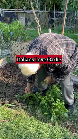 We Put That S*** On Everything! #garlic #nonno #gardening #DIY #homemade #garden #family #Love #homegrown #vegetables #healthy #italian #italy #grandparents #hardwork #passion #lesson #foryou #fyp #fypage #foryoupage 