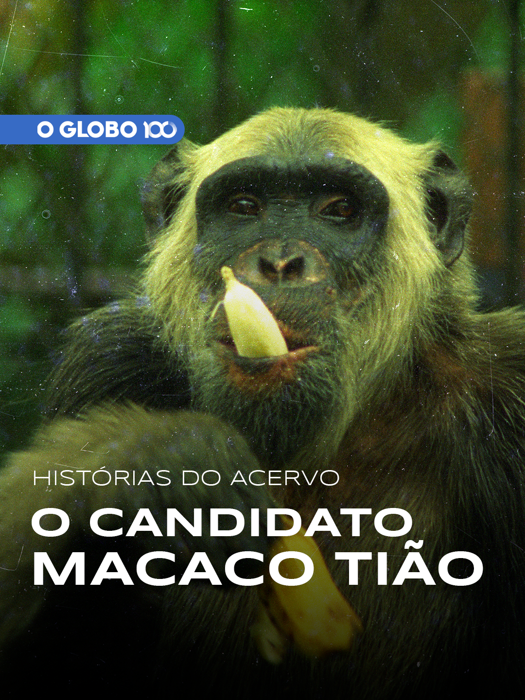 O candidato Macaco Tião | HISTÓRIAS DO ACERVO Nas eleições municipais de 1988, um personagem que morava no Zoológico do Rio de Janeiro roubou a cena ao receber centenas de milhares de votos para o cargo de prefeito. O voto de protesto dos cariocas rendeu fama atemporal ao chimpanzé, figura que já era conhecida na cidade por atirar restos de comida e fezes em autoridades públicas. Assista ao vídeo completo para entender essa história. #acervooglobo #historiasdoacervo #macacotiao #zoologicodorio #riodejaneiro #eleições #eleicaomunicipal