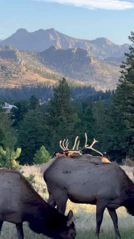 Bugle with a view! If that cow would have just gotten out of the way it would have been perfect!  www.GoodBullGuided.com  #Photography #wildlife #nature #colorado #goodbull #elk #rockymountains #mountains #bullelk 