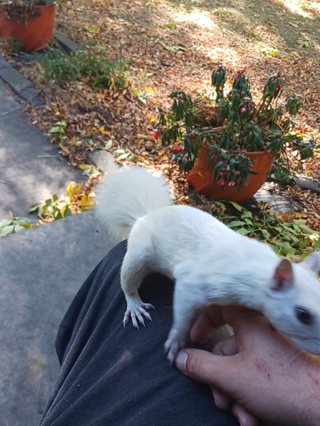 was finally able to pet her!  #Wow #Qtip #wildlife #SweetHeart #cute #foryou #foryourpage #FYP #fypツ 