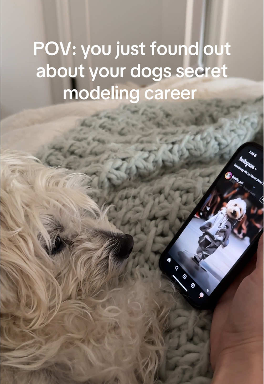 Pov: you just found out about your dogs secret modelling career  #dogmodel #dogmom #funnypets #maltesedog #dogsofttiktok #fyp 