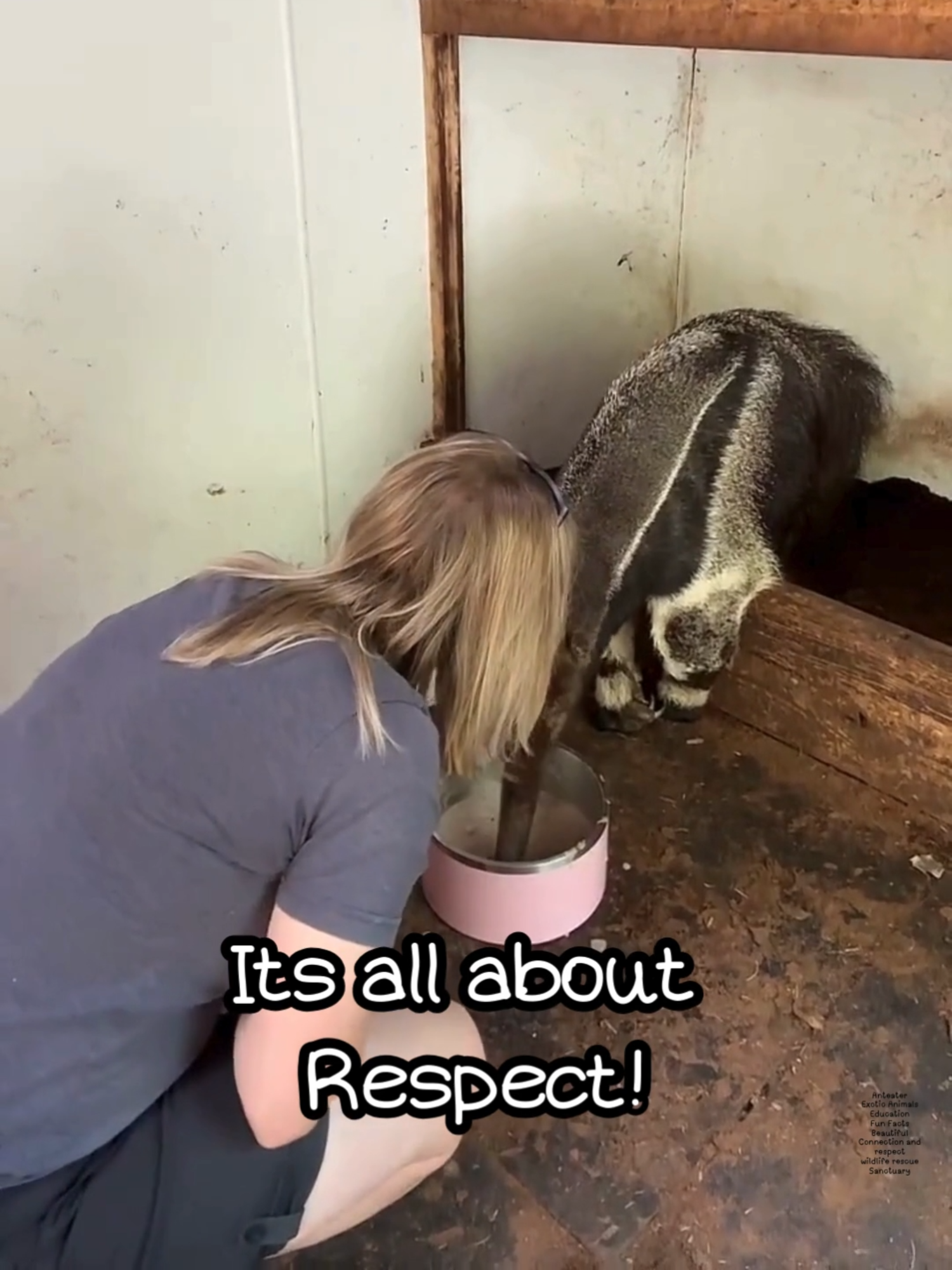 🐾 Meet Salvador, our majestic giant anteater! 🐜 Salvador reminds us every day about the importance of respecting animal boundaries. Just like us, animals need their space and comfort zones to feel safe and happy. Let's all take a moment to appreciate and respect the personal space of all creatures, big and small. Whether it's a gentle pet, a calm observer, or simply giving them time to adjust, every action counts in showing our love and respect. Join our mission to protect amazing animals like Salvador, the Giant Anteater! By donating, volunteering, or simply sharing our story, you can make a huge impact. Salvador's long claws help him dig for food, but it's your support that keeps him safe and happy. ❤️🌍 #AnimalRescue #Help #Salvador #SaveWildlife 🌿💚 #respect  #WildlifeAwareness #RespectBoundaries #AnimalLove #anteater