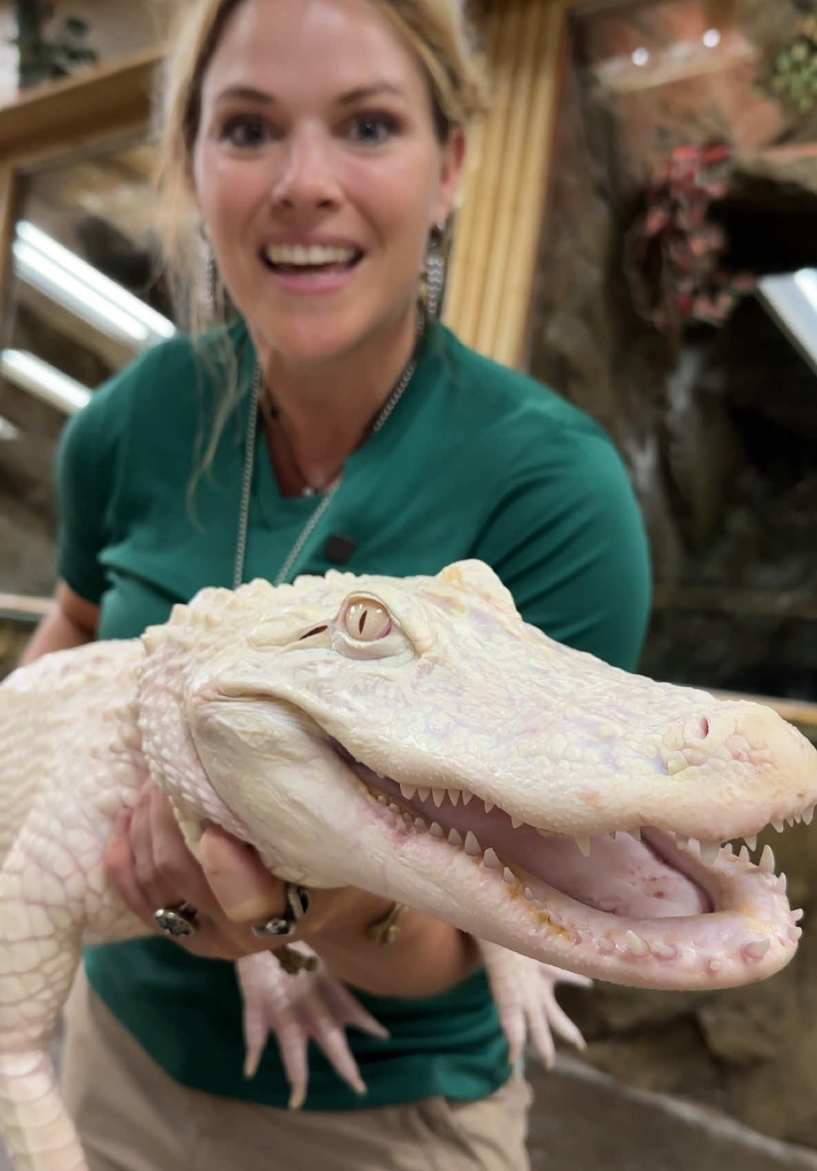 You can find this beauty at The Reptile Zoo in Anaheim! #reptilezoo #americanalligator #alligator #crocodile #reptile #reptilesoftiktok #gator 