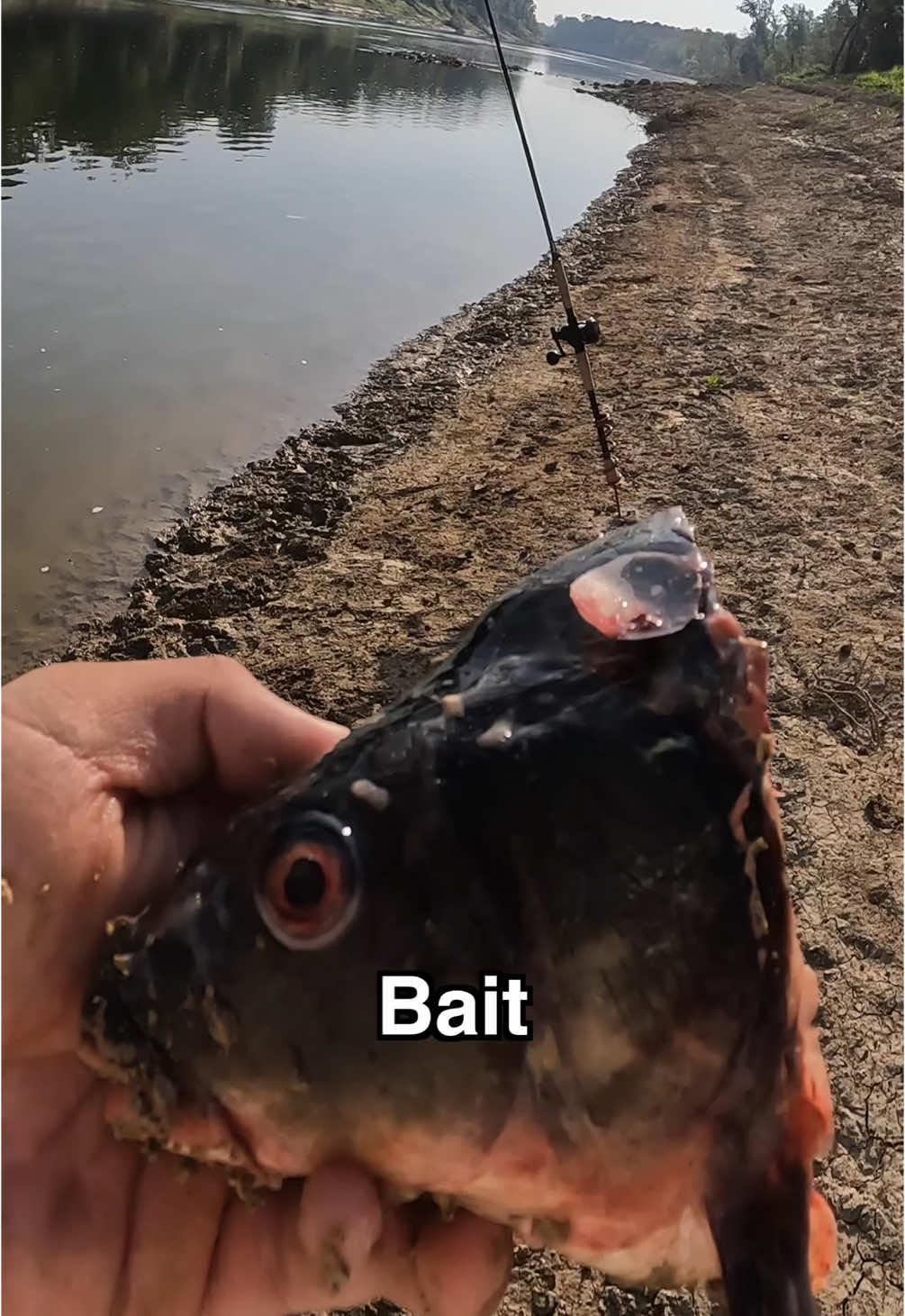 Does BIG Bait EQUAL BIG FISH? #baitfishing #fish #bigbait #bassfishing #dinosaur #fishing #angler #fishtok #howto @BitesAndStrikes  