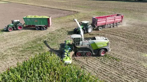 komplettes Video auf YouTube  @Carlo Dombrowski @Philip Dehr  #claas #claasjaguar #claasjaguar990tt #claasjaguar990terratrac #fendt #häcksler #häckseln #mais #maishäckseln #maisernte #ernte #ernte2024 #landwirtschaft #altmark #2024 #fyp #viral #altmark_steven 