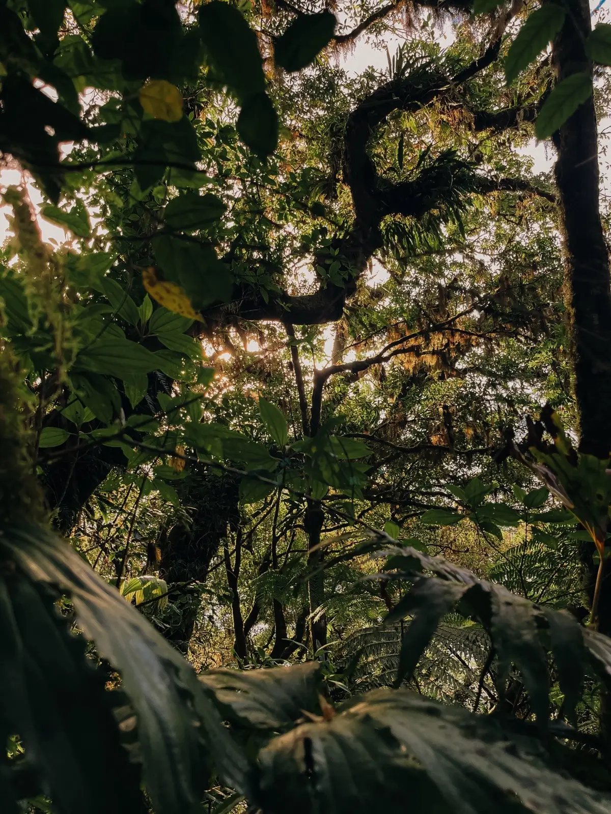 #quiet #naturevibes #rainforest #peaceful #forest #aesthetic #calm #naturecore 