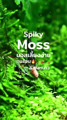 Spiky Moss พุ่มใหญ่ใบเขียว เหมาะเป็นแหล่งอนุบาลลูกกุ้ง สนใจทักไปแอคเคาท์นี้ได้ค่ะ @กันตินัน ท์  #ตู้ไม้น้ํา #ตู้ปลา #ตู้ปลาสวยงาม #aquatic #เลี้ยงปลา #เลี้ยงกุ้ง #กุ้งแคระ #biwstank #aquaticplants  #spikymoss 