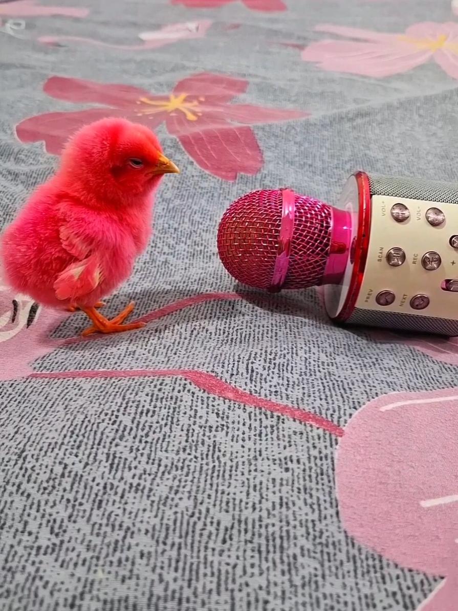 Chick He singing video funny  #Chick_He_singing #soundos_animals #funny_Chick_He_singing #chick_singing #chick_sound #chick_sound_he_sings #chicks_voice #chicks #cute_chick_singing #Funny_Animals #sound_of_chick #singing_chick #chick_sings_vry_funny #كتكوت #كتاكيت_بتغنى #اغنية_الكتكوت #أصوات_كتاكيت #أصوات_الحيوانات