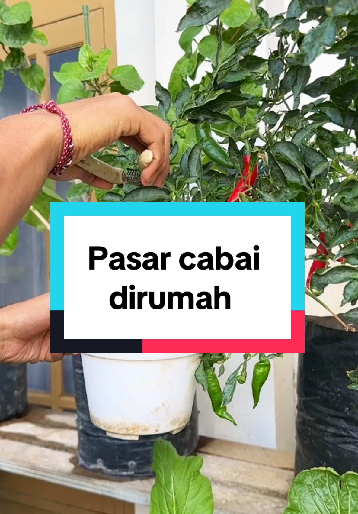 Cabai melimpah dari rumah 🫵🏻 #infarm #infarmid #berkebun 