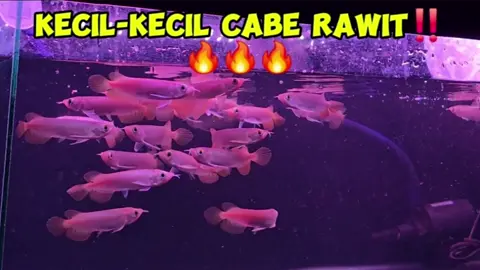 SUPER RED BABY 10CM  KECIL² CABE RAWIT #arwana #ARWANASOLO #arwanajakartabarat #PIK #ARWANAINDONESIA #arwanasuperred #arwanajakarta #arwanacrossback #ARWANA88 #arwanatanggerang #torto #goldfish #koi #arwanamedan #arwanasemarang #arwanasurabaya #reptil #kontesarwana #AROWANA #KENNEL 