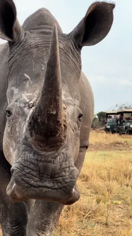 Scars are a testament to the strength and resilience of the mighty rhino  #wildlife #nature #Outdoors #africa #animals #fyp #upclose #safari #living #rhino 