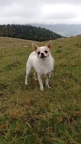 A tout ceux qui rêvent de devenir berger parce que marre du bureau chauffé, venez donc tester la garde 8a 10h par jours dans ce temps et avec une semaine complète de brouillard... puis on en reparle 😘.  Moi j'ai un avantage , mon soleil mexicain de poche. #sheepdog #alps #smalldog #badass #chiwawa #chihuahua #courageous #funnydog #DogTraining #workingdog 