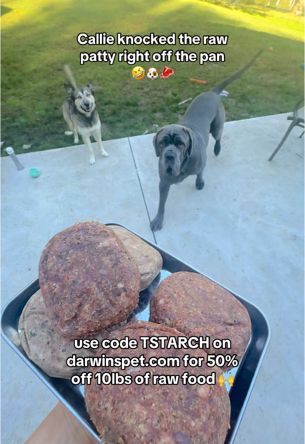 Callie knocked the raw patty right off the pan 🤣🐶🥩 use code TSTARCH on darwinspet.com for 50% off 10lbs of raw food 🙌 #DarwinsPartner #rawfood #rawdogfood #foodfordogs #rawfooddiet #rawfeddogs #darwins #darwinspet #darwinspetfood #healthydogs #caninenutrition #rawfoodfordogs #dogseating #dogasmr #dogseatingasmr #rawmeat 