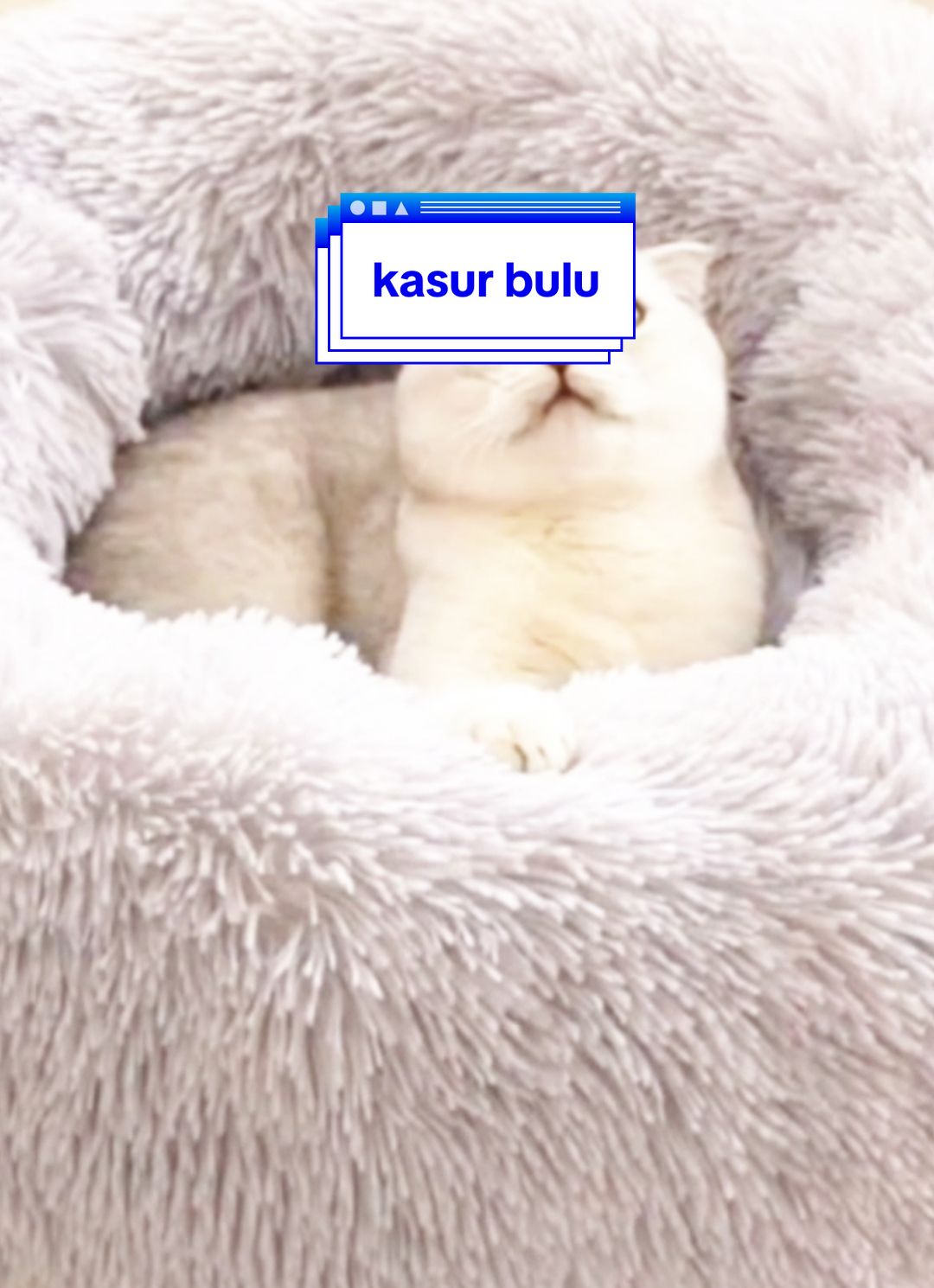 kasur bulu anabul lembut dan empuk #kasurbulu #tempattidurkucing #sayangkucingku😘😘😘 