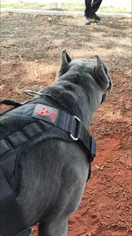 Um dia de treinamento para guarda e proteção #cachorro #guardaeproteção #caodeguarda #treinamento #fypp 