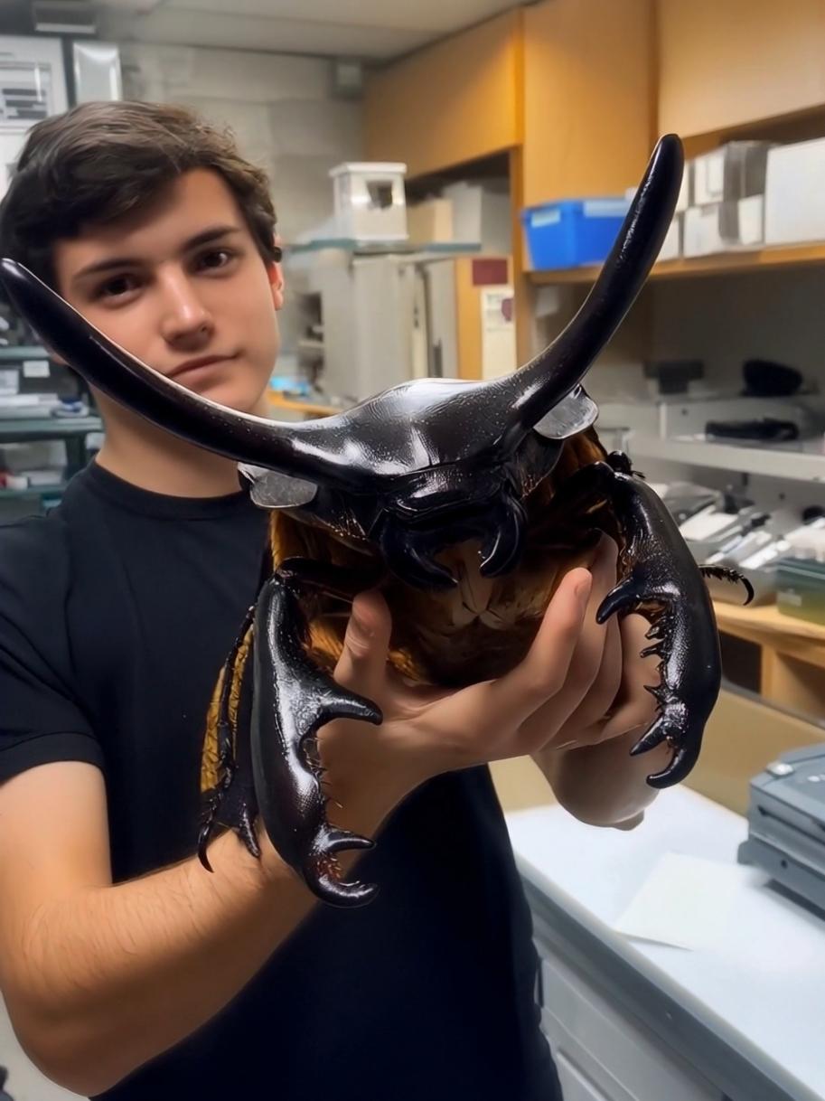 Giant Beetle created in a lab 🔬🧬🪲 #beetle #insects #weirdpets 