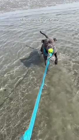My first thoughts going in the ocean for the 1st time🥲 . #bluestaffy #bluestaffylove #staffy #bluestaffordshirebullterrier #staffylovers #staffordshirebullterrier #staffylove #stubborndog #dogsandwater #oceandog #beachdog #sillydog #kanothebluestaffy