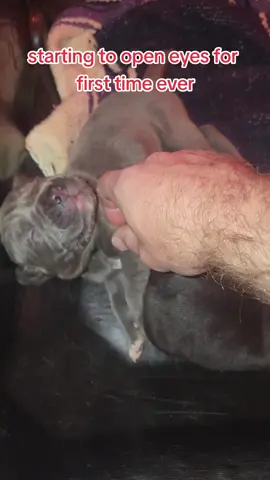 day 14 cane corso babies starting to open their eyes for the first time ever.  #canecorso #puppy #dog #grey #Love #cute #like #follow #share 