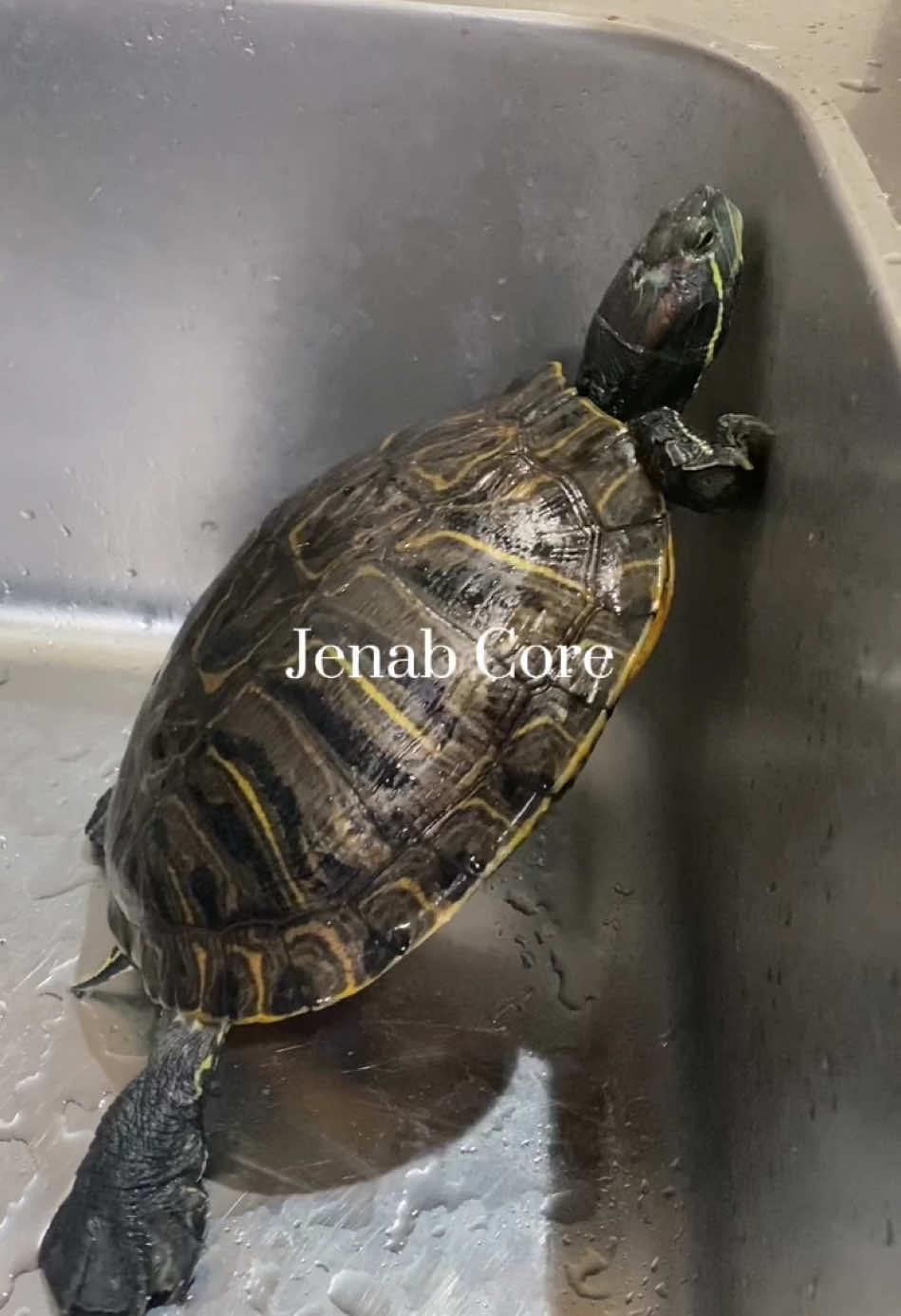 Jenab si kura-kura ninja🐢