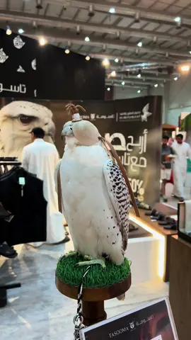 معرض الصقور ♥️🦅 #explore  #fyp 