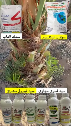 #الشعب_الصيني_ماله_حل😂✌️ #محمد_سمحان #اكسبلورexplore #السعودية #السعودية #مزارعي_نجران #نجران_الان #بياض_نجران #مواكيل_نجران #نخيل 