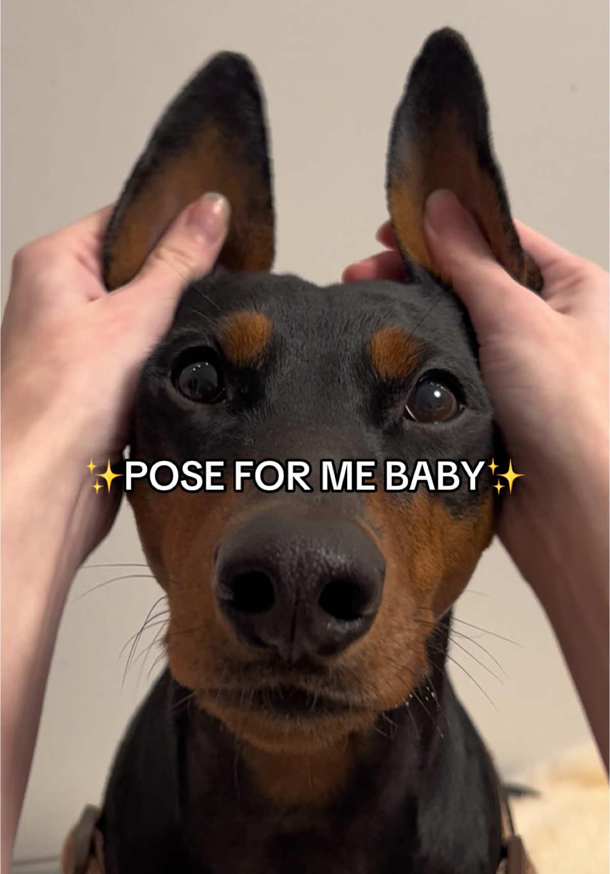 POSE FOR ME👹 #dog #dogsoftiktok #dogs #dogsofttiktok #funnydog #doggo #baddie #fyp #viral #trendingvideo 