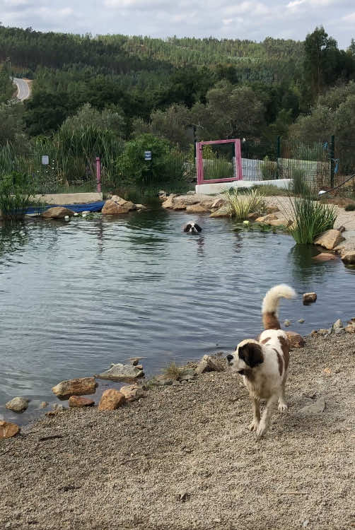 My babies slice of paradise #saintbernard #dogpool #lovinglife #dogsoftiktok  