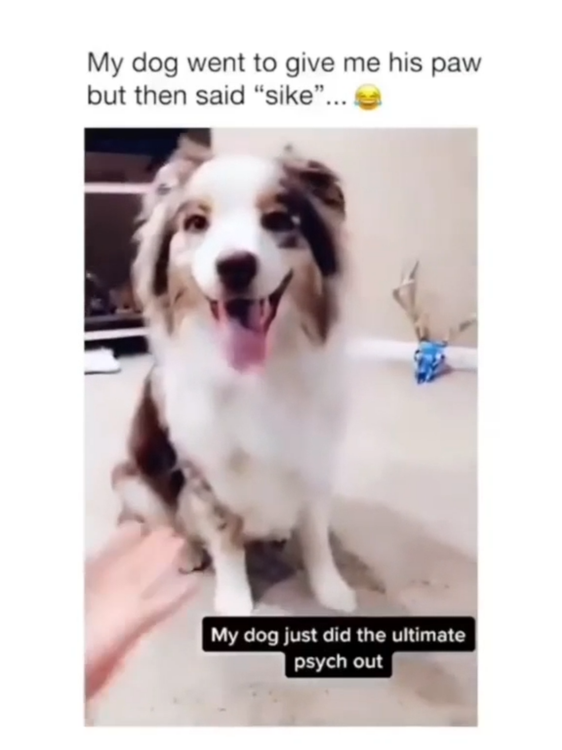 Dogs love to play😆😆 #foryoupagе#animalsoftiktok#animal#dogs#dog#compilation#memestiktok#funnymoments😂#funnydogs#dogvideos#funnypet#petdogs#pet#funnyvideo#lovedog#doglovers#cutedog #dogsoftiktok#viraltiktokvideo#puppylove#cute