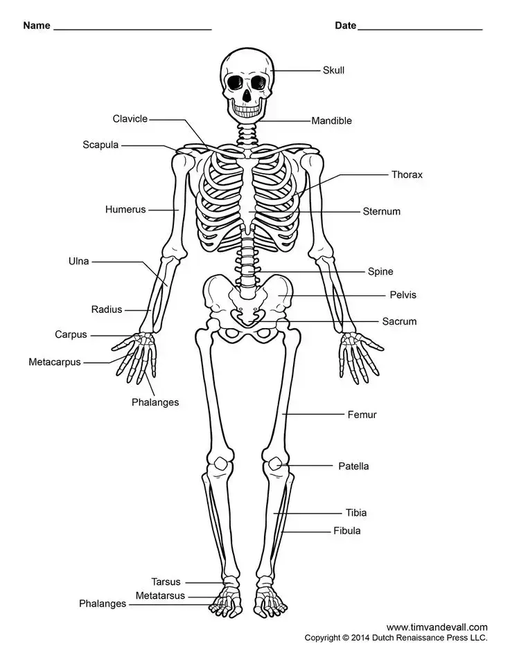 #anatomyandphysiology #vertebralcolumn  #cervical #thoracic #lumbar #scapula #studytok #FYI #anatomy #studynotes 