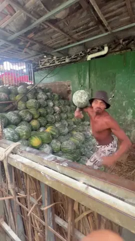 If you’re not catching watermelons like this, what are you actually doing?! 🍉🤷🏽‍♂️🤣
With @sapinhodamelancia #fyp #foryou #watermelon #watermelons #food #foodporn 