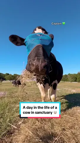 What life feels like when you're a rescued cow in sanctuary living your best life 💚 The cows at The Gentle Barn Tennessee were all rescued from different places but now they live together getting the best foods, lots of belly rubs and nap time, and the feeling of comfort and joy that all animals deserve.  #cowtok #dayinthelife #cuteanimals #farmanimals #animalfriends 