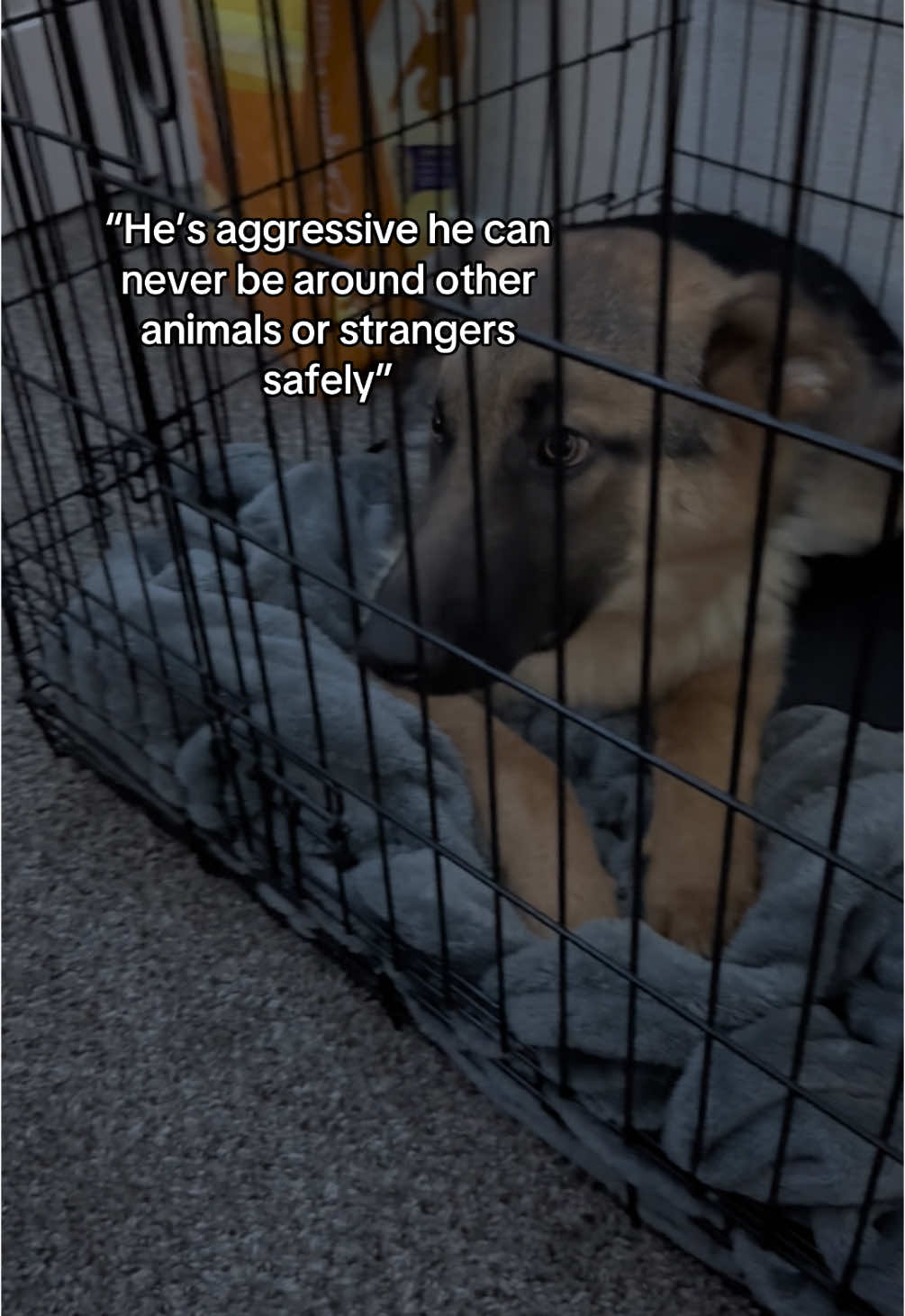 He is still da to most dogs especially dogs he doesnt know, but he gets along with the other animals in my house and i see that as great progress from when he first came home #germanshepherd #gsd #dogcommunity #dog #reactivedog #reactivedogawareness #aggressivedog #mutt #apbt #pitbull #americanbully #bullybreed #cat #kitten