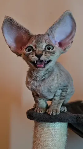 he's always talking #kittens #devonrex #kitten #meow #meows #yokokat #bigears 