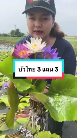 โปรประหยัดงบบัวไทย 119-.#บัวสีส้ม #บัวสวยงาม #tik_tok #เทรนด์วันนี้ 