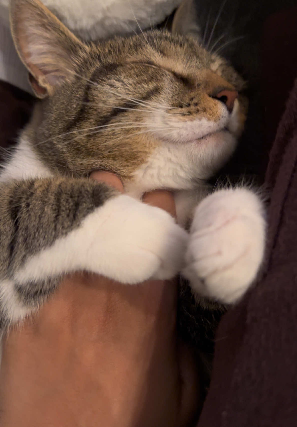Nothing like a warm kitty cuddling with you on a crisp fall night #fypage #cats #catsoftiktok #trending #fall #fall2024 #fypシ゚viral #foryoupageofficiall 