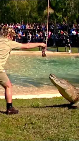 From October 14 we’re throwing back to the early days with the original crocodile demonstrations at Australia Zoo. It’s triple the croc action! 