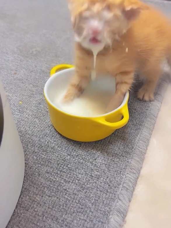 Part 34 | Kitten eating! Funny kitten videos #kitten #funny #funnycat #funnypet #funnyvideos #funnyanimals #fyp #cutecat #catlovers #PetsOfTikTok #cats 