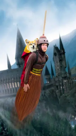 Yer a Wizard, Harry! #halloweencostume #dogsoftiktok 