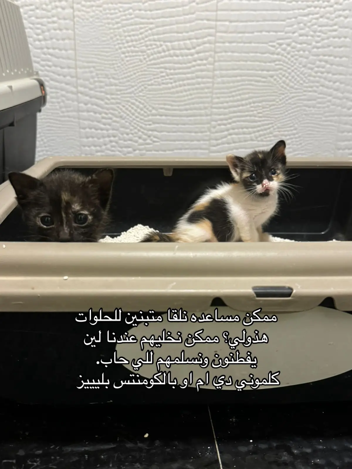 #cats #adoptdontshop #تبنى_لاتشتري #FIV #قطط_الرياض  #قطط_الشارع_تستحق_حياة_أفضل 