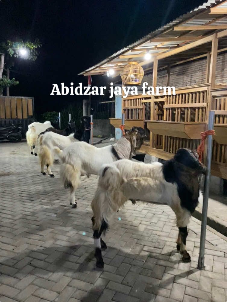 Selamat malam sobat#abidzarjaya_fram #tiktok #etawaluarbiasa #lewatberanda #masukberanda #kambing #fyp #blitar24jam #indonesia #jumbo 