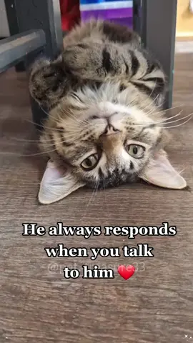 A cat that understands English.😎😜 #cat #cats #cutecat #catsoftik #fyp #funny #foryoupage #funnyvideos #funnytiktok #funnyanimals #foryou #funnycat #kitty 