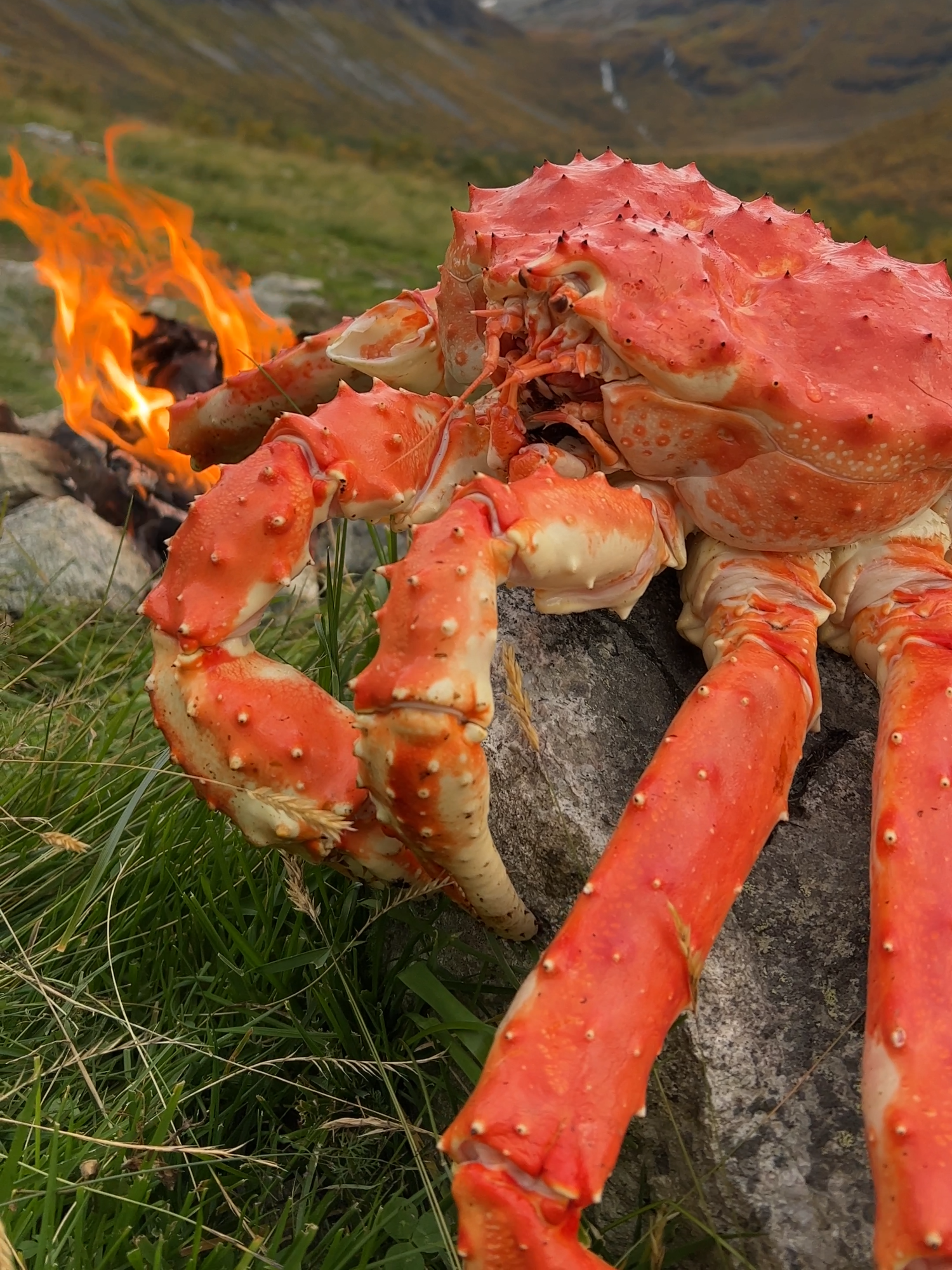 King Crab is really kinging 🦀 #seafood #asmr #nature #firekitchen