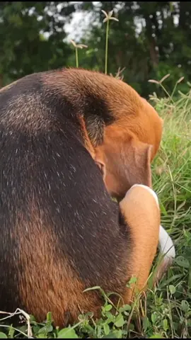 Seu cachorrinho se coça muito? Nesse vídeo falo alguns motivos para essa coceira. Quer aprender mais sobre como  cuidar do seu cãozinho? Eu criei um e-book que vai te ensinar a ser o Tutor ( papai e mamãe) ideal para seu cão!  Adquira no link!  https://pay.kiwify.com.br/Eloxycj