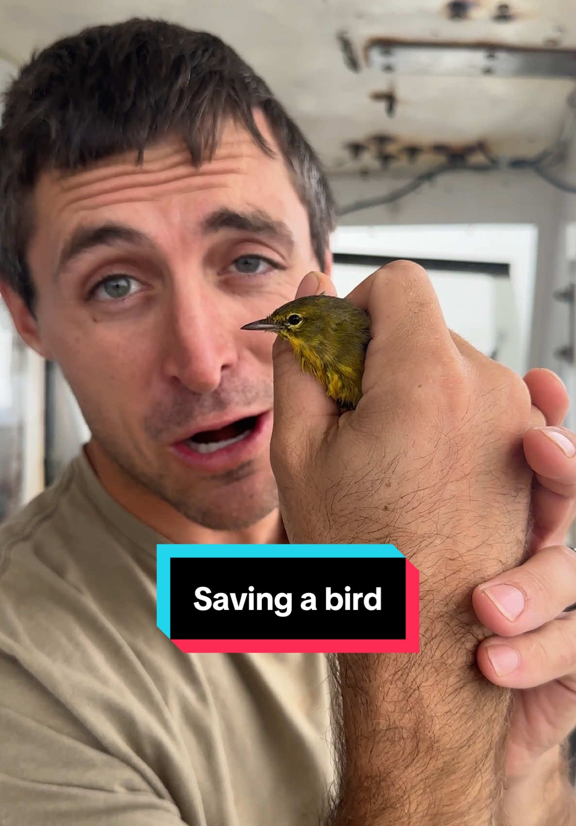 Saving a bird that flew too far from land #maine #lobster #sustainable #forthefuture #commercialfishing #seafood #interesting #didyouknow #education #learn #bird #saving