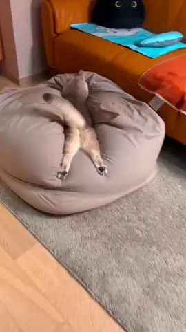 #foryou #cat #fyp #catsoftiktok #funny #tiktok #funnycat #funnycats 